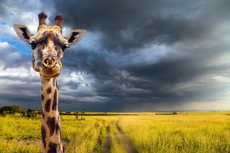 Portrait of an amusing giraffe