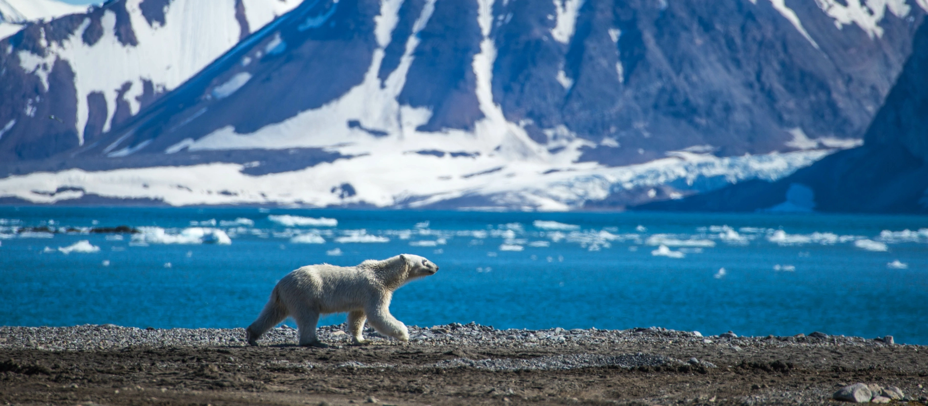 Svalbard_isbjörn_AdobeStock_212488446