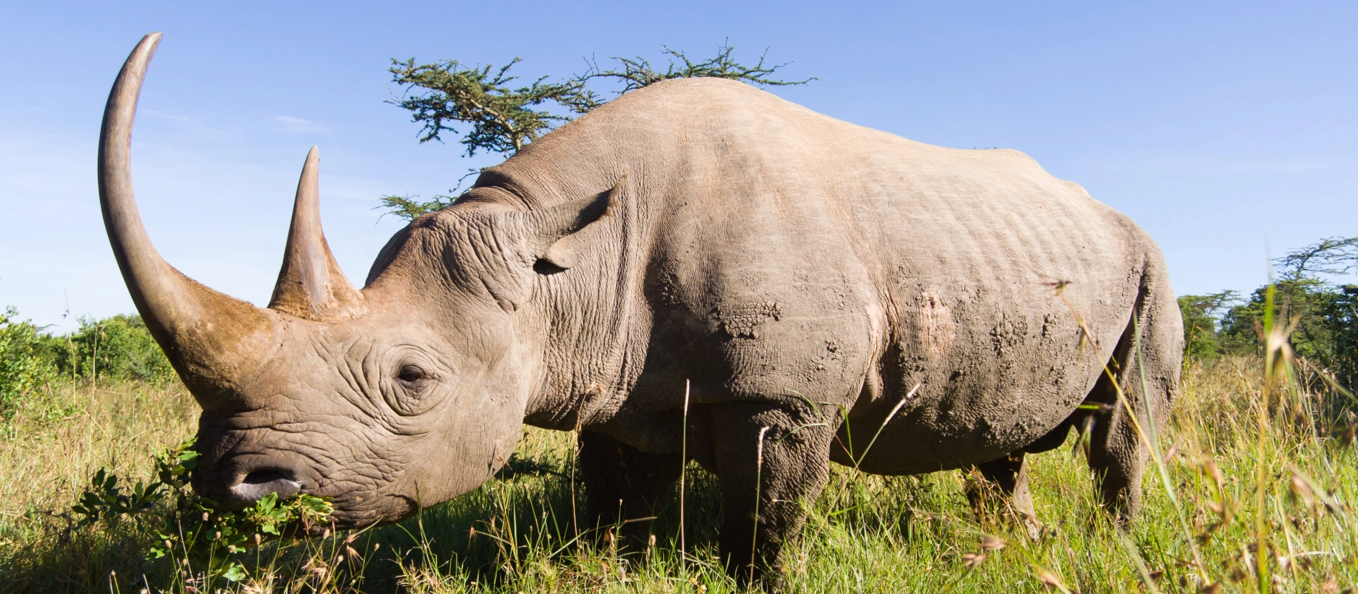 Banner_Keya-masaimara-noshörning-AdobeStock_23504204