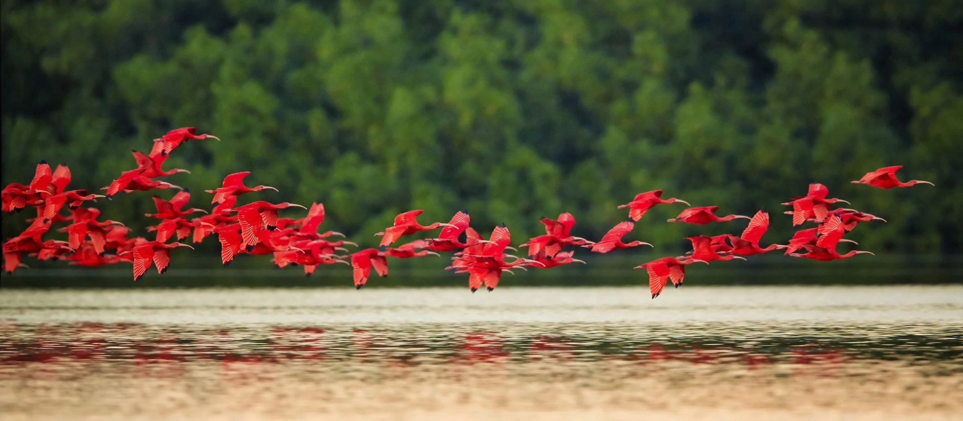 jambo_banner_Guyana_röd ibis 2_shutterstock_371546434