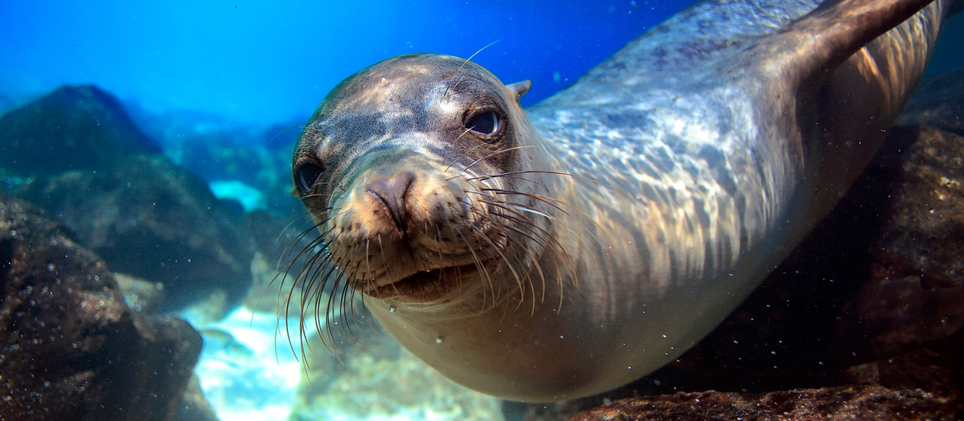 Banner_Galapagos_AdobeStock_54637272