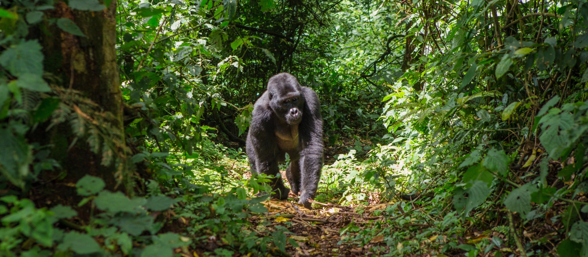 Banner_Rwanda_gorilla_AdobeStock_98515817