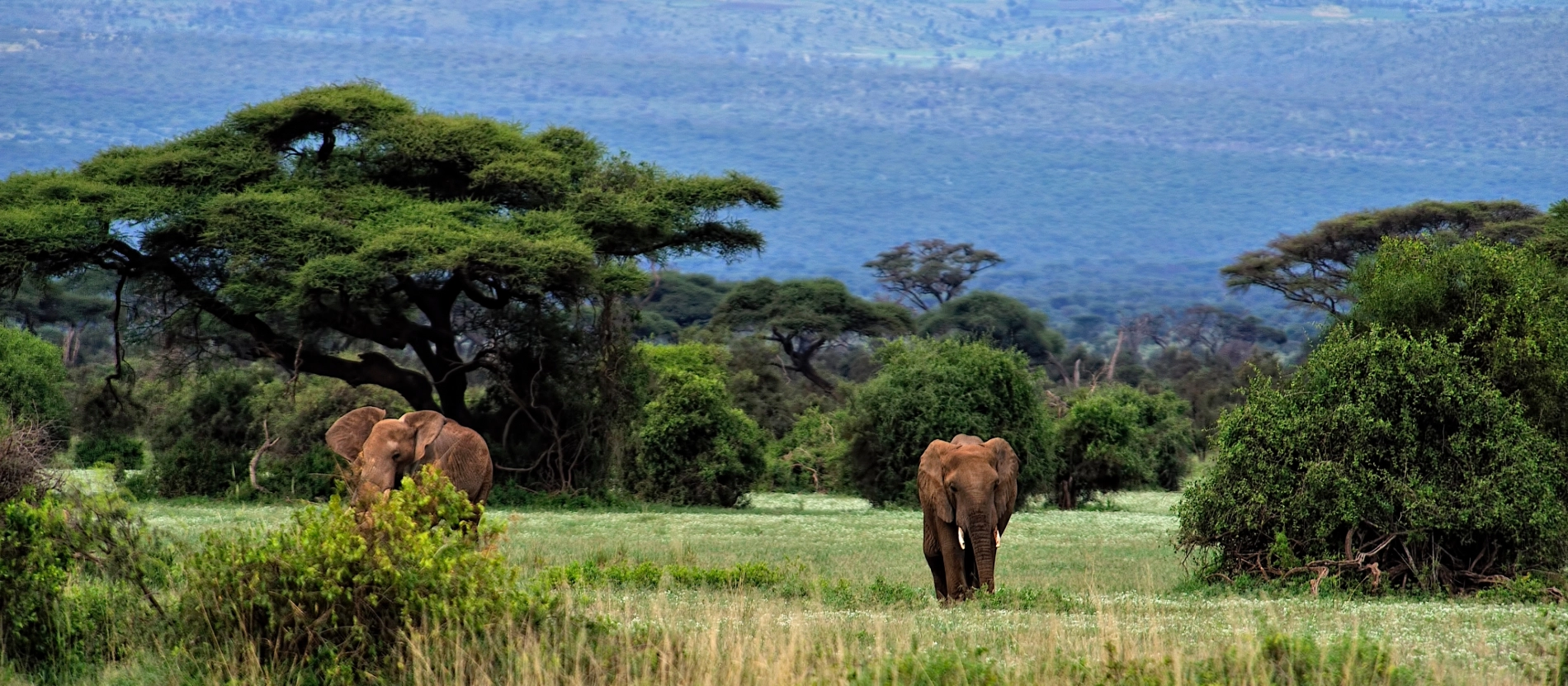 Banner_Sydafrika_kruger_elefant_AdobeStock_85622100