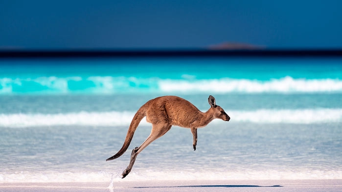 Känguru på stranden i Australien