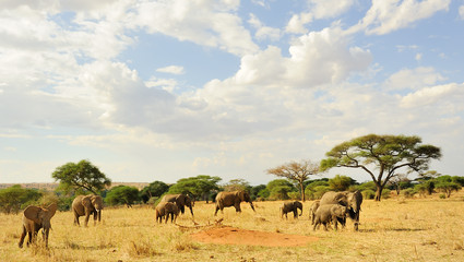 safari i afrika med barn